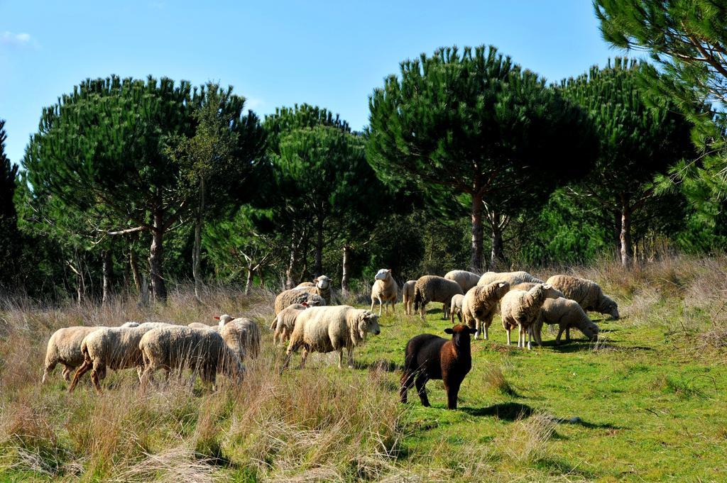 Doma Portugal Mafra Dış mekan fotoğraf